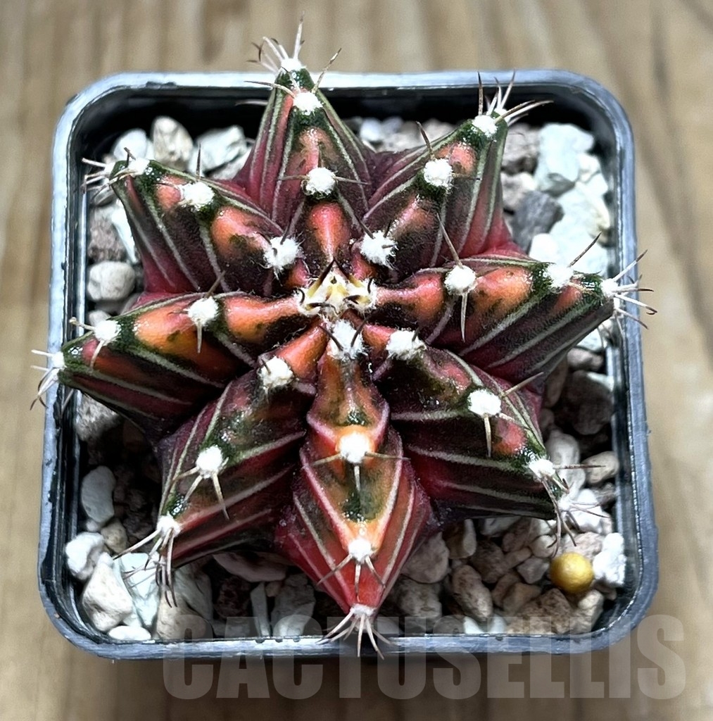 SHPR23999 Gymnocalycium friedrichii f. variegata - 画像 (2)