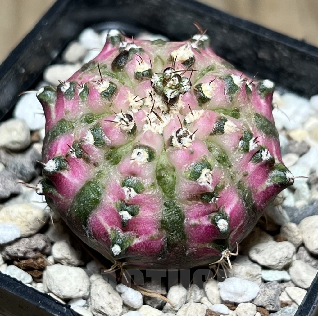 SHPR24007 Gymnocalycium mihanovichii ‘T-lux’