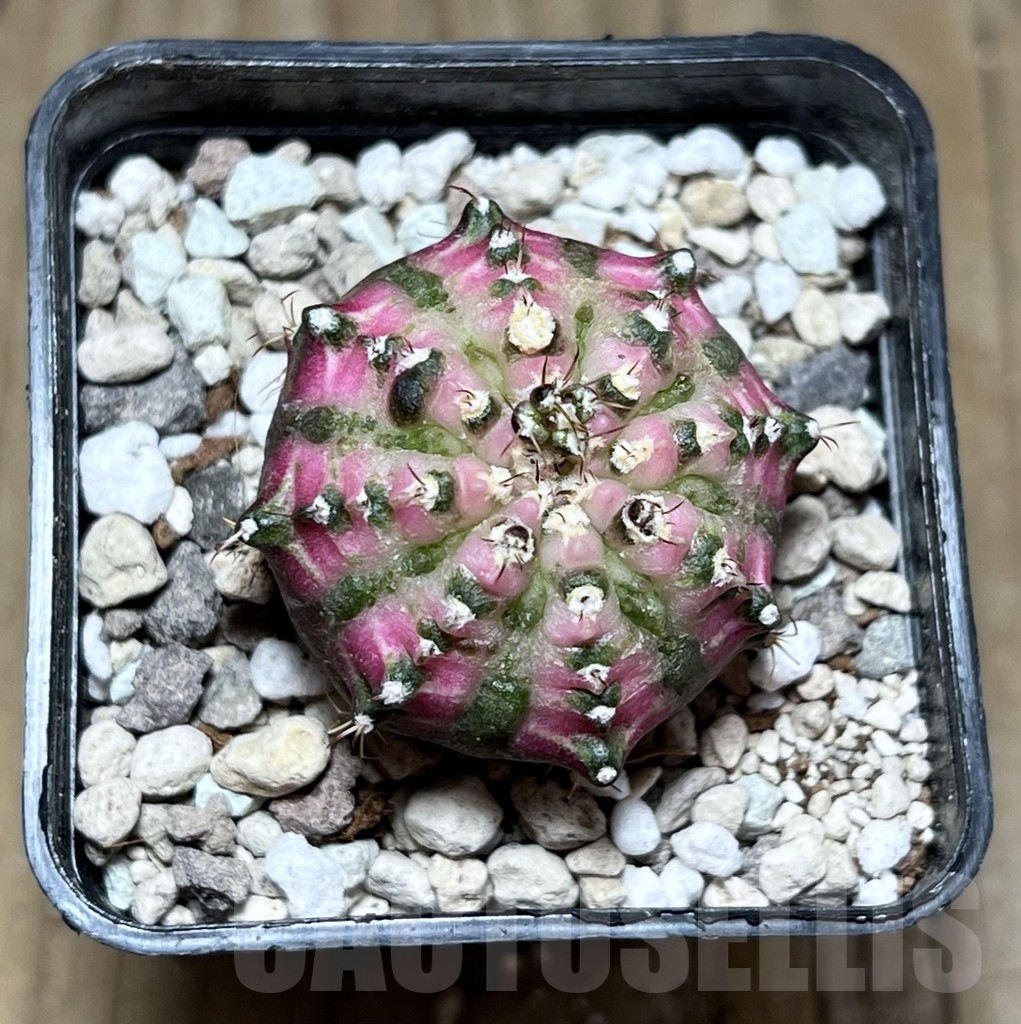 SHPR24007 Gymnocalycium mihanovichii ‘T-lux’ - Imagen 2