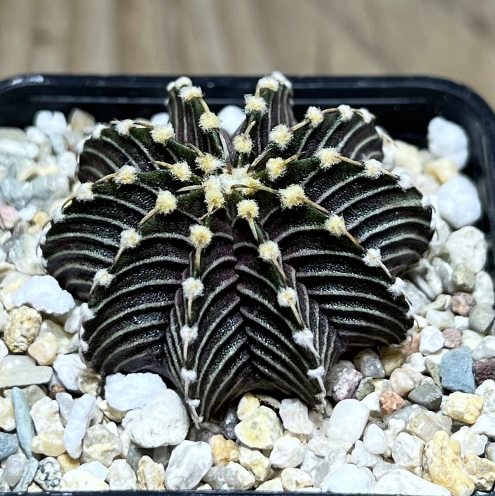 SHPR24022 Gymnocalycium friedrichii VOS 014a