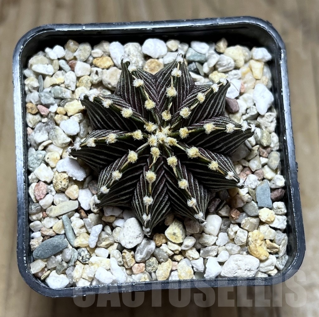 SHPR24022 Gymnocalycium friedrichii VOS 014a - 画像 (2)