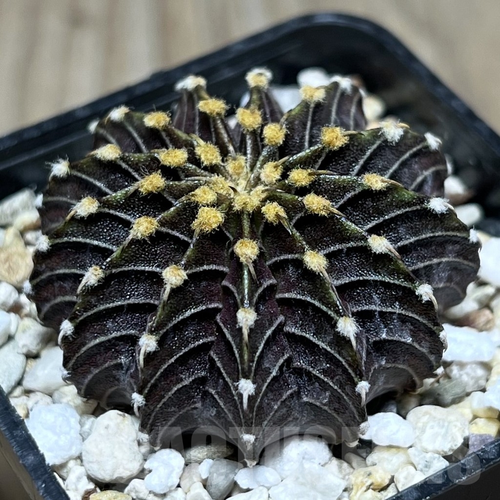 SHPR24023 Gymnocalycium friedrichii LB 2178