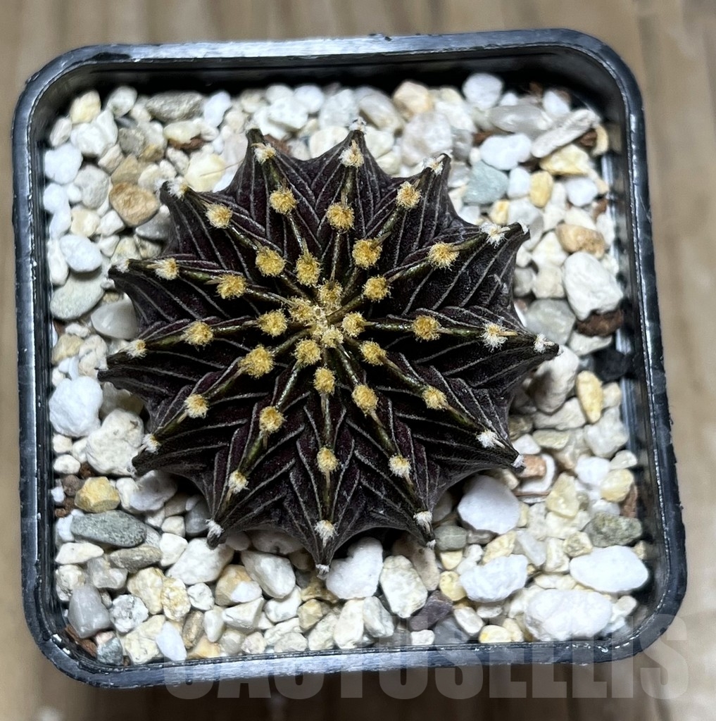 SHPR24023 Gymnocalycium friedrichii LB 2178 - Imagen 2