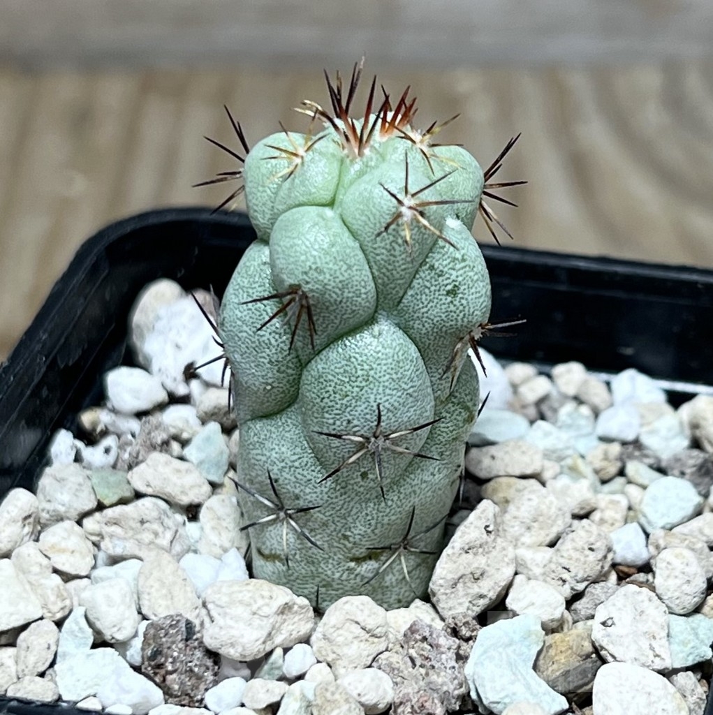 SHPR24026 Ortegocactus macdougallii