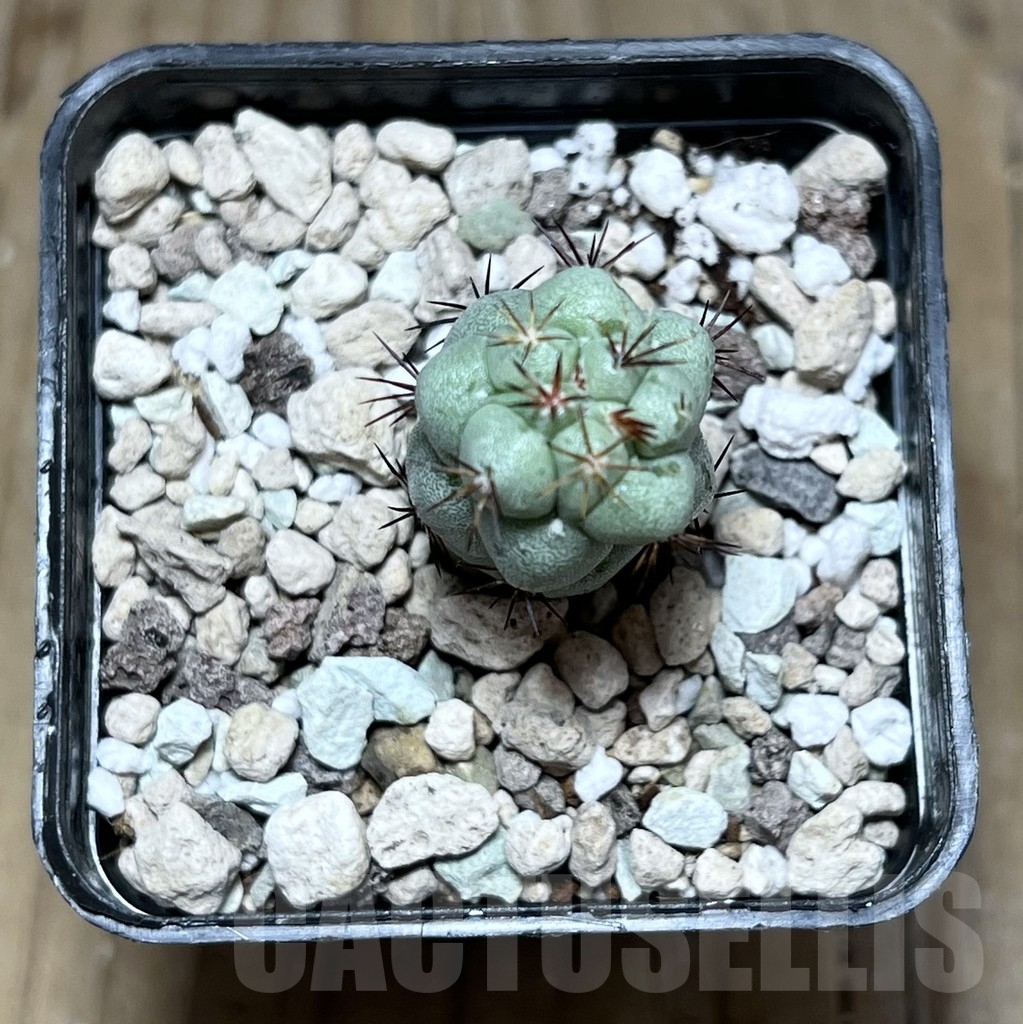 SHPR24026 Ortegocactus macdougallii - Image 2