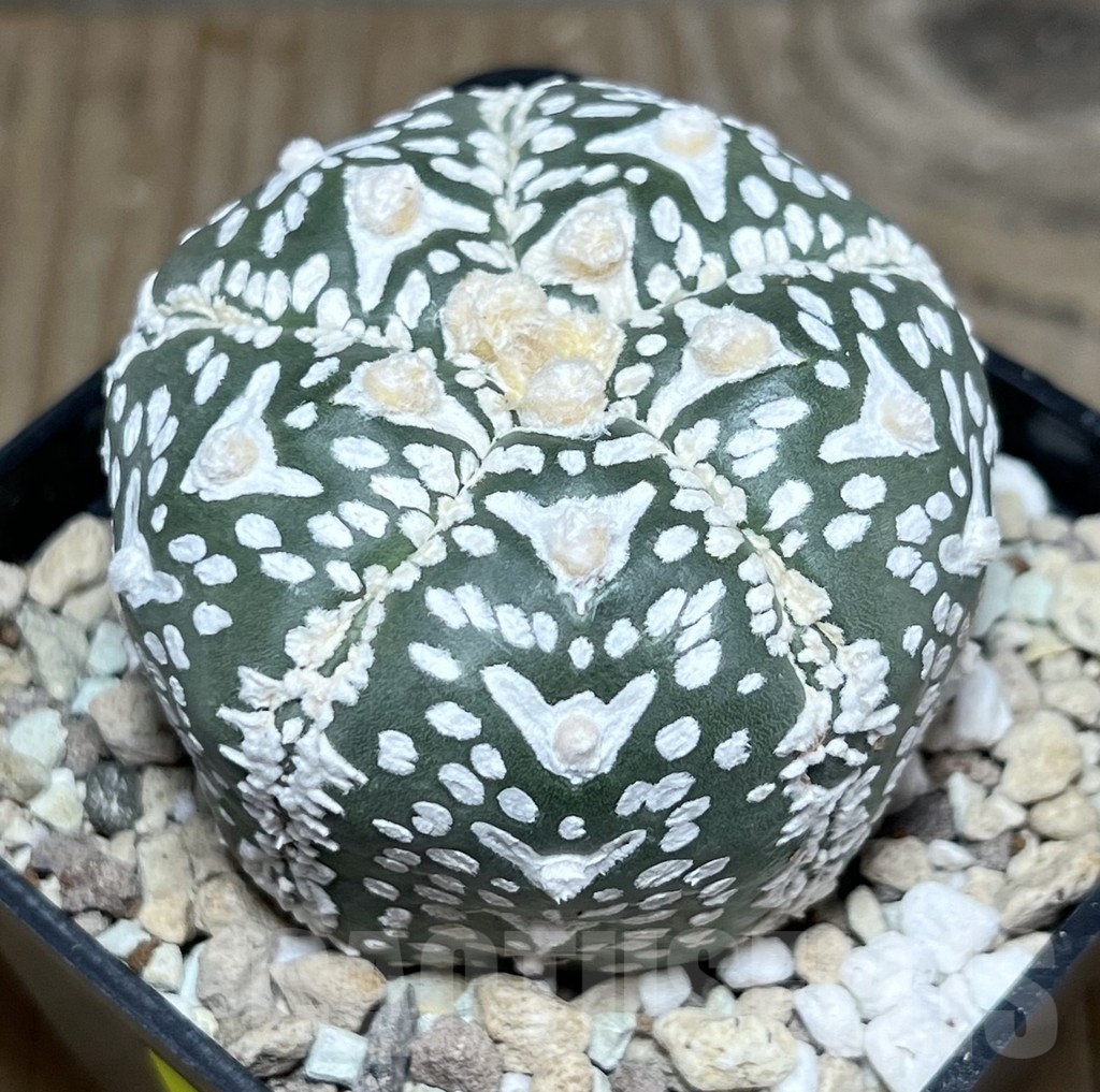 SHPR24032 Astrophytum asterias ‘Super Kabuto V-Type’ - Image 2