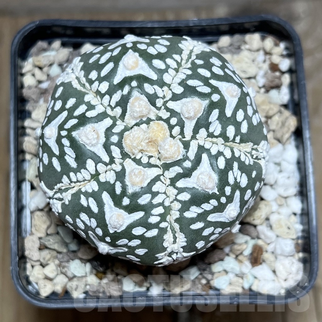 SHPR24032 Astrophytum asterias ‘Super Kabuto V-Type’