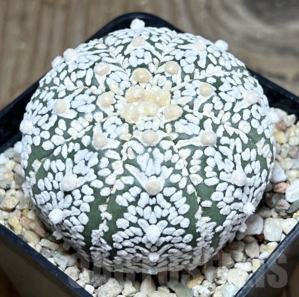 SHPR24033 Astrophytum asterias ‘Super Kabuto V-Type’ Star Shape