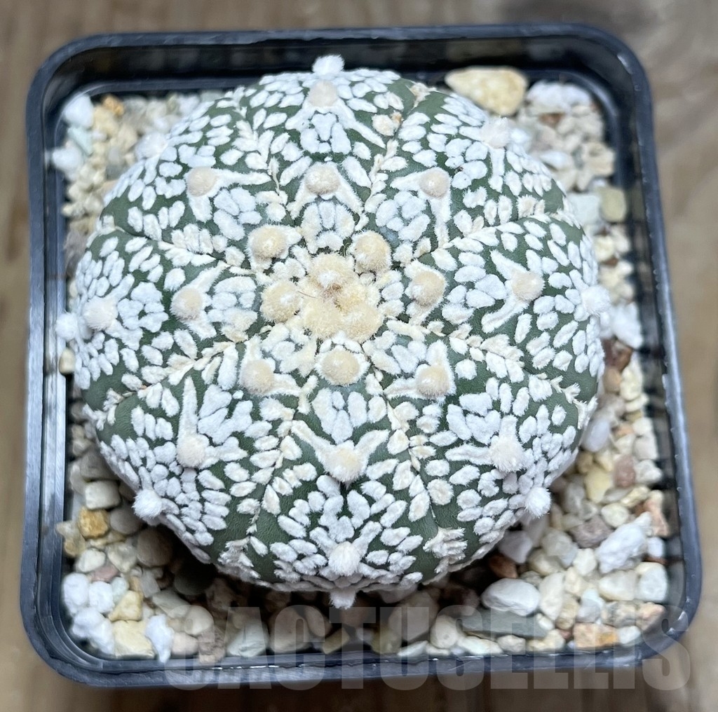 SHPR24033 Astrophytum asterias ‘Super Kabuto V-Type’ Star Shape - Image 2