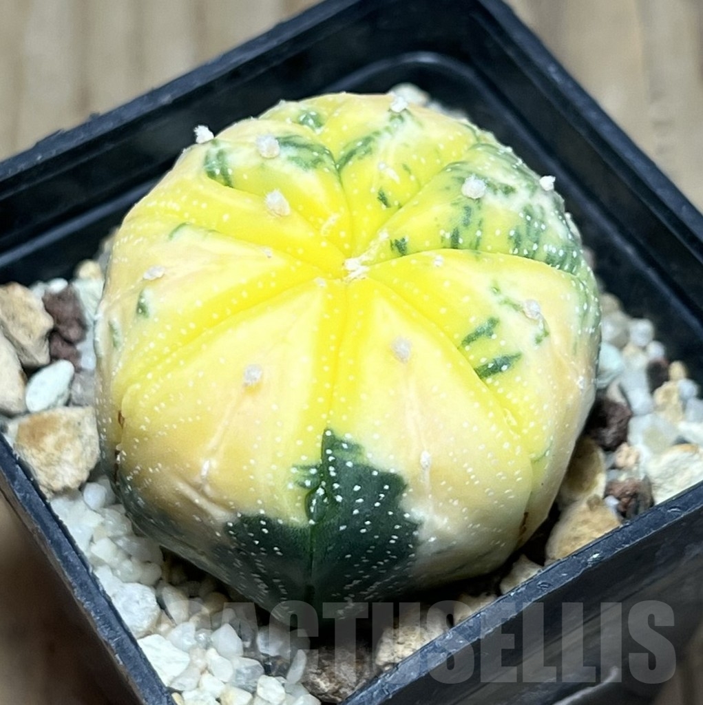 SHPR24043 Astrophytum asterias f. variegata