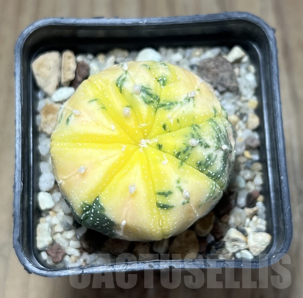 SHPR24043 Astrophytum asterias f. variegata – Bild 2