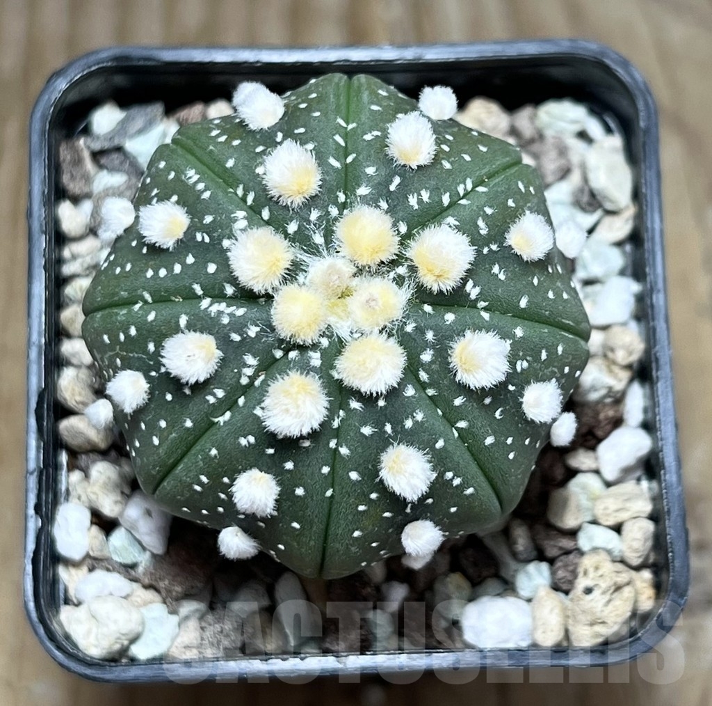 SHPR24044 Astrophytum asterias ‘Ooibo’ – Bild 2