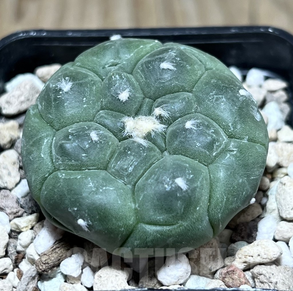 SHPR24045 Astrophytum asterias ‘Kikko’