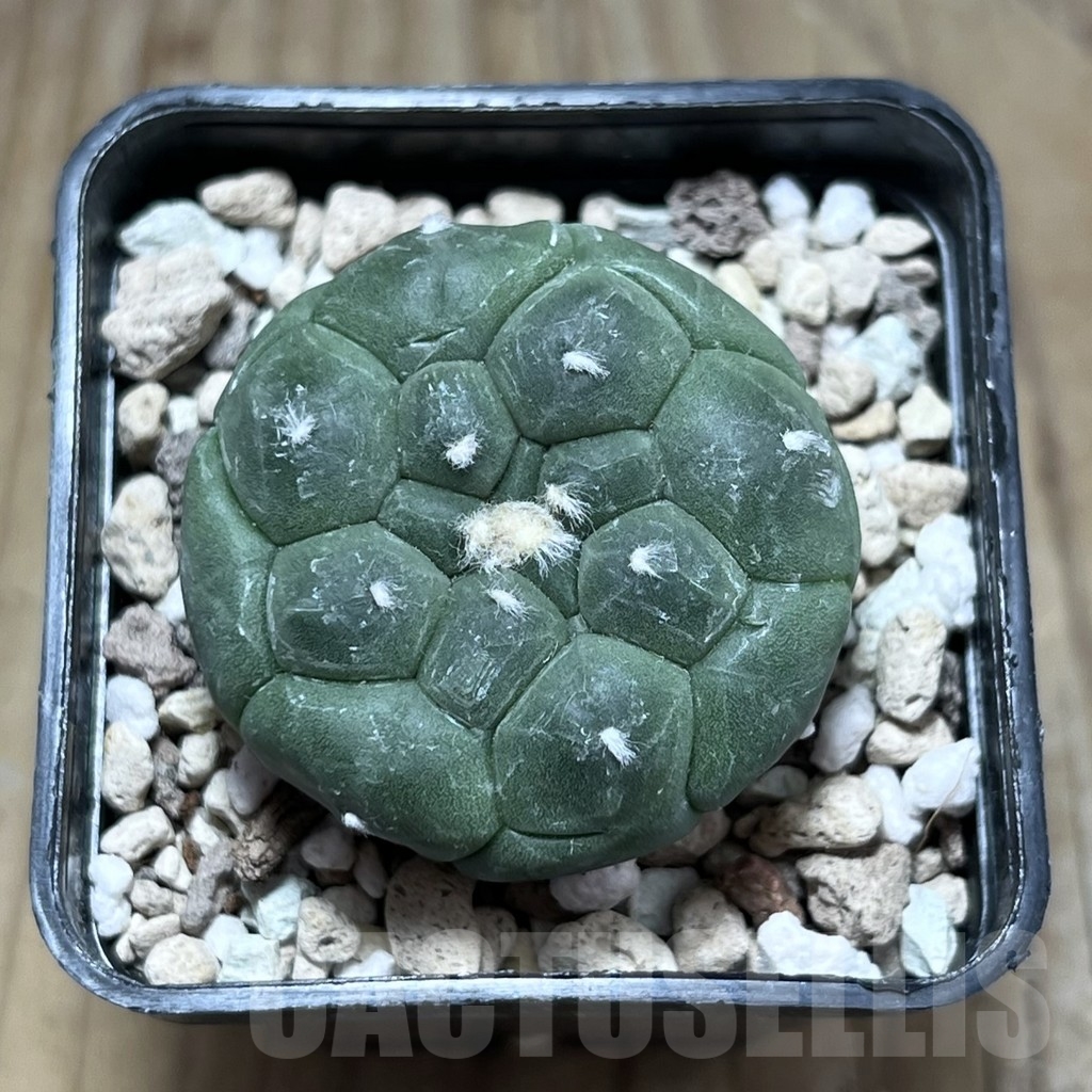 SHPR24045 Astrophytum asterias ‘Kikko’ – Bild 2