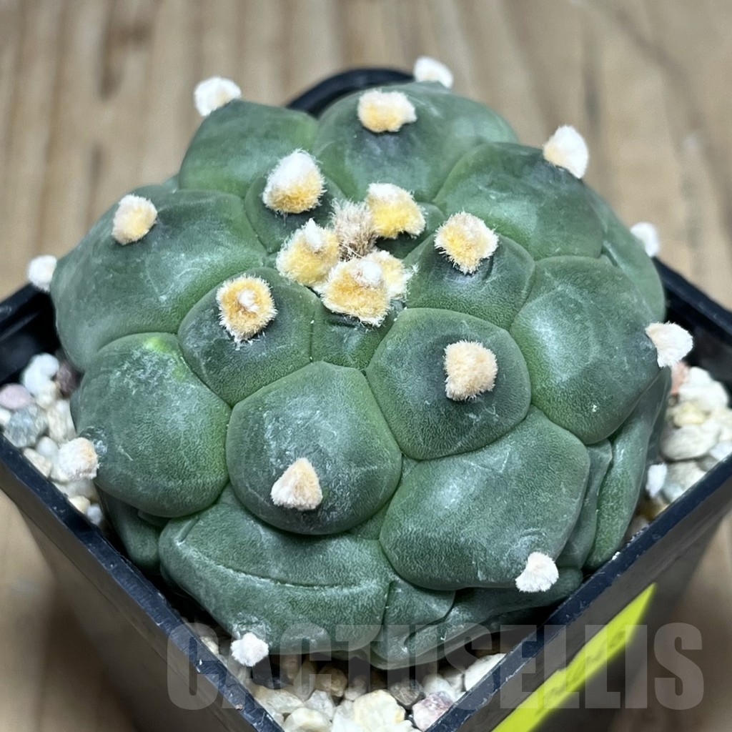 SHPR24046 Astrophytum asterias ‘Kikko’