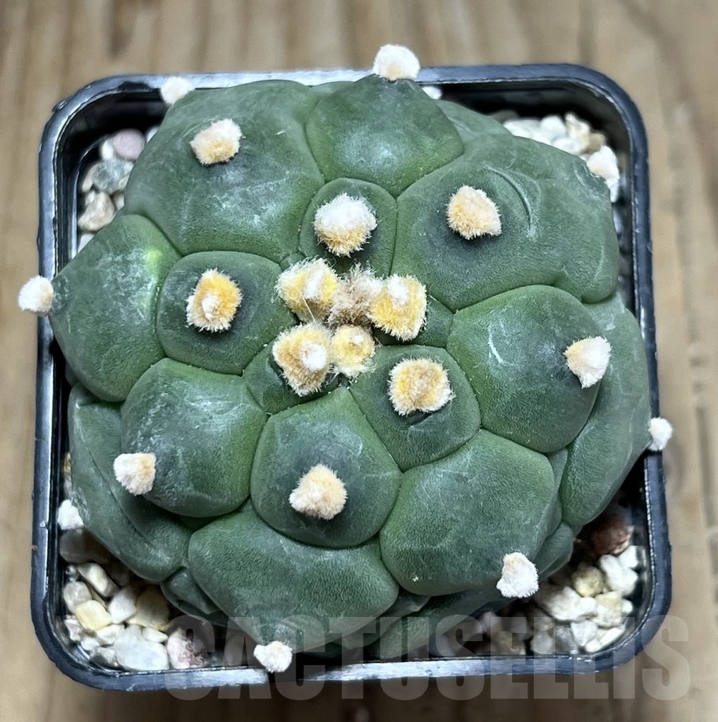 SHPR24046 Astrophytum asterias ‘Kikko’ – Bild 2