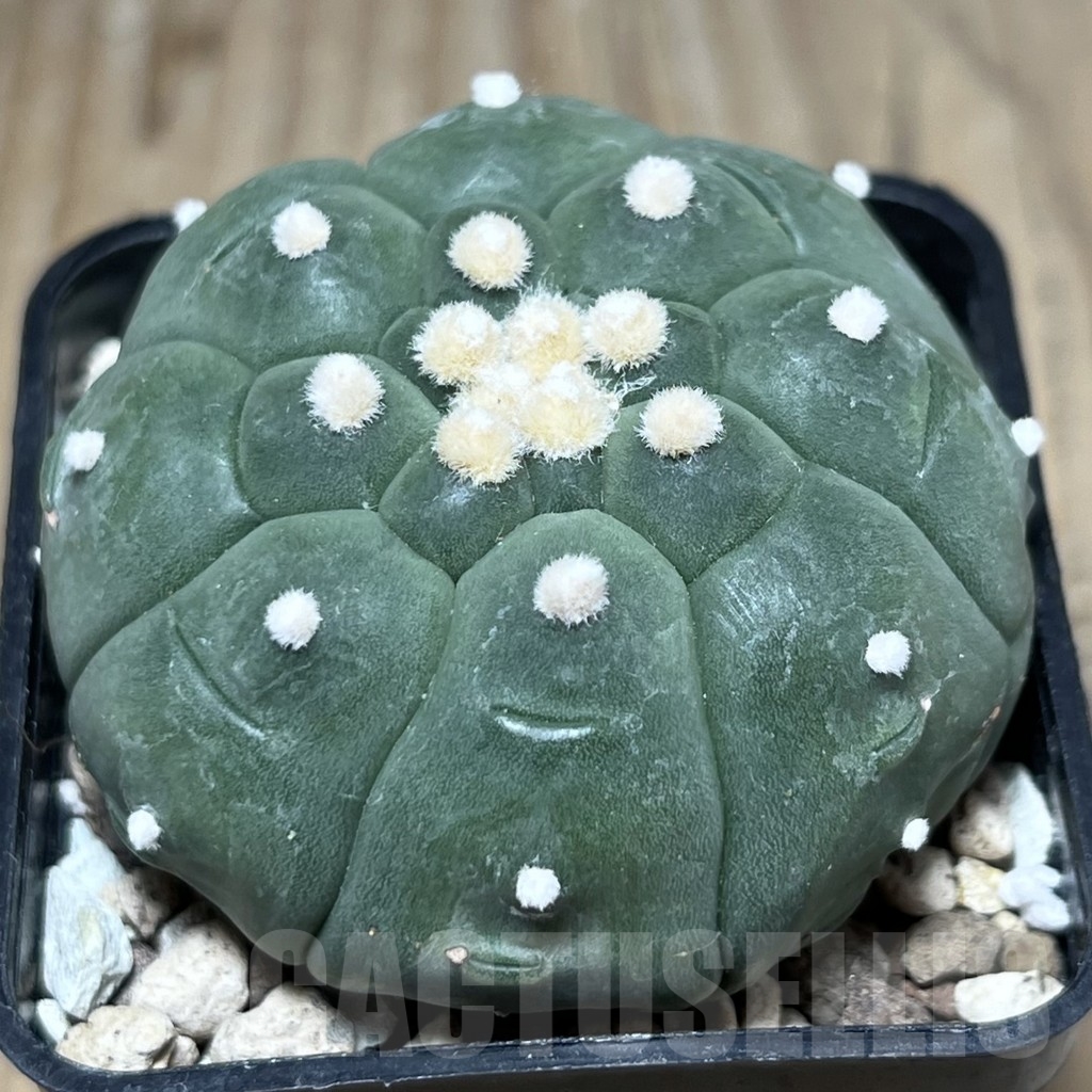 SHPR24047 Astrophytum asterias ‘Kikko’