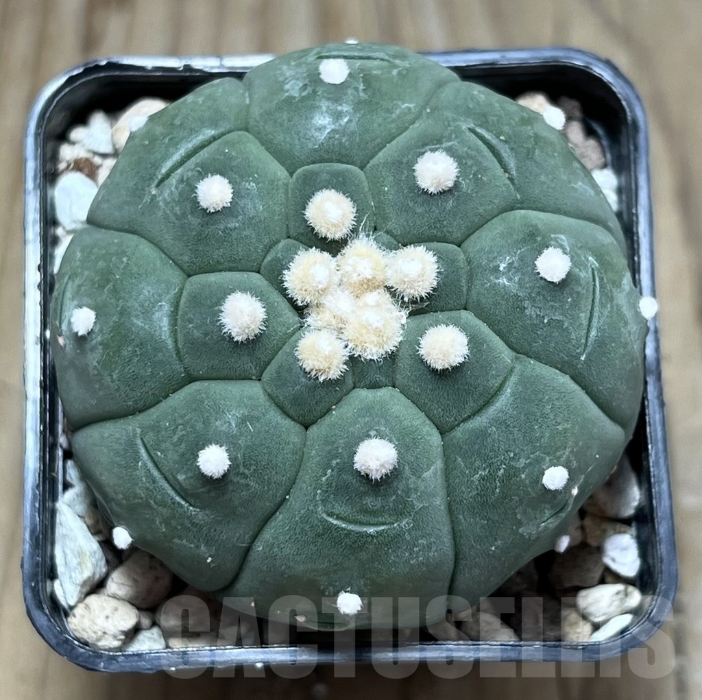SHPR24047 Astrophytum asterias ‘Kikko’ – Bild 2