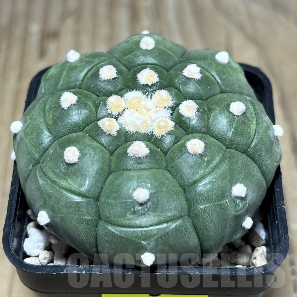 SHPR24048 Astrophytum asterias ‘Kikko’