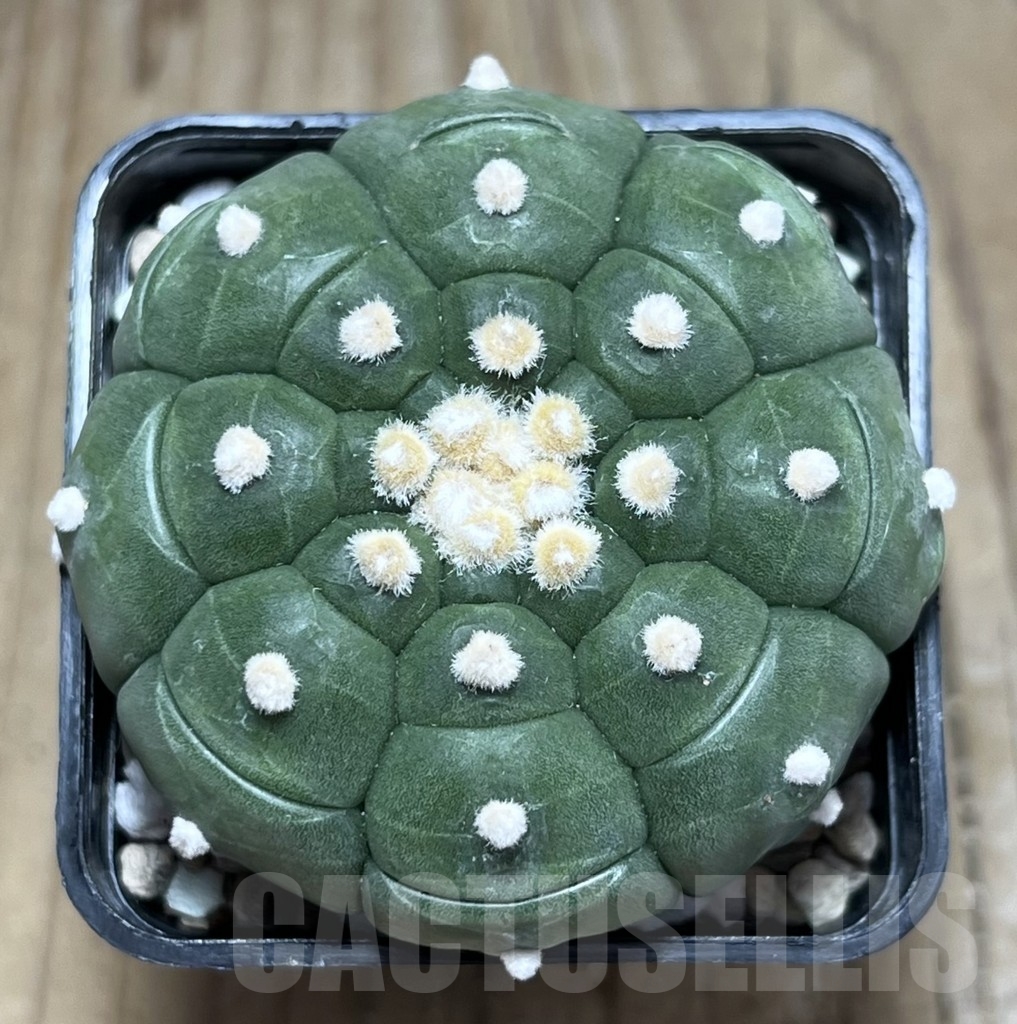 SHPR24048 Astrophytum asterias ‘Kikko’ - Image 2