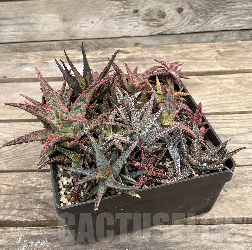 SET66 Aloe hybrid mix - Image 2