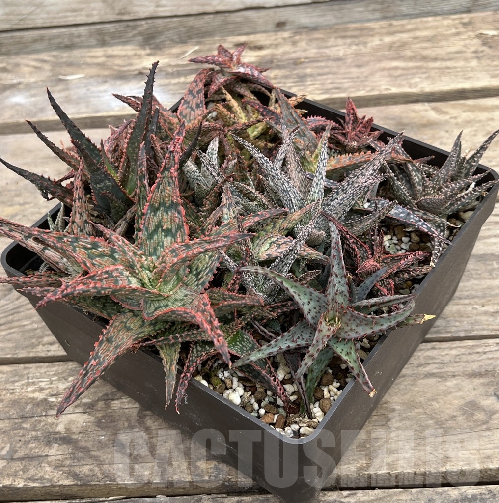 SET66 Aloe hybrid mix - Image 3