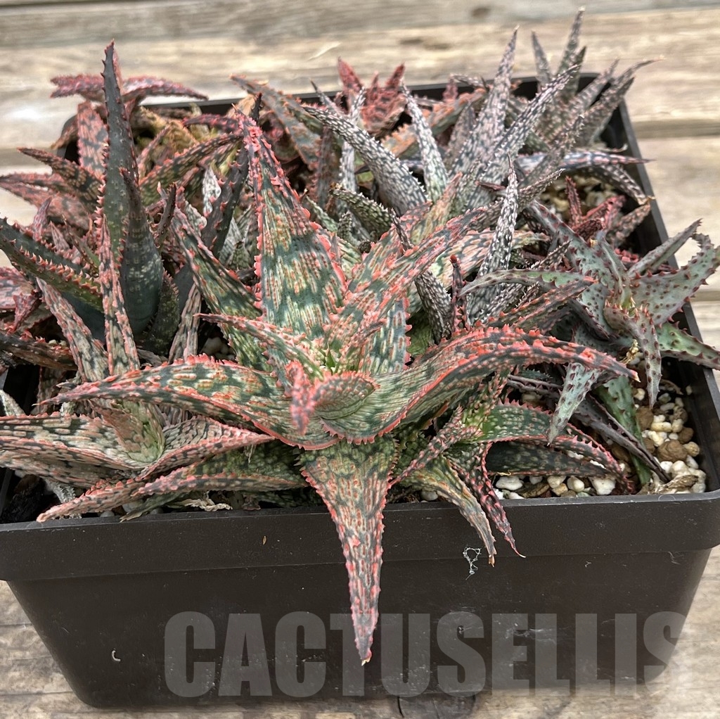 SET66 Aloe hybrid mix