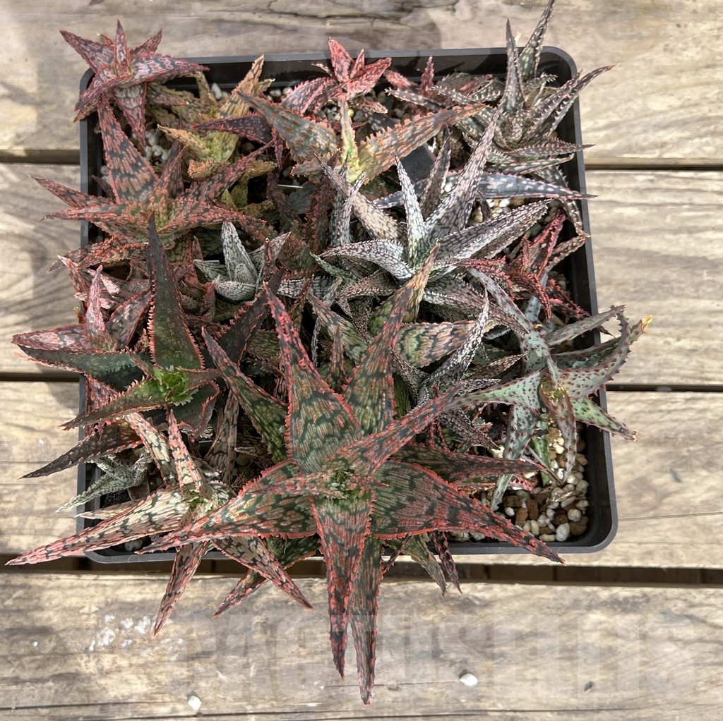 SET66 Aloe hybrid mix - Image 4