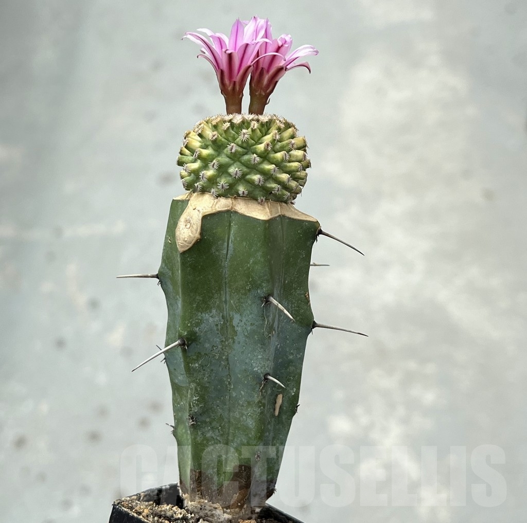 SHPR14159 Turbinicarpus swobodae f. variegata, grafted - Image 2