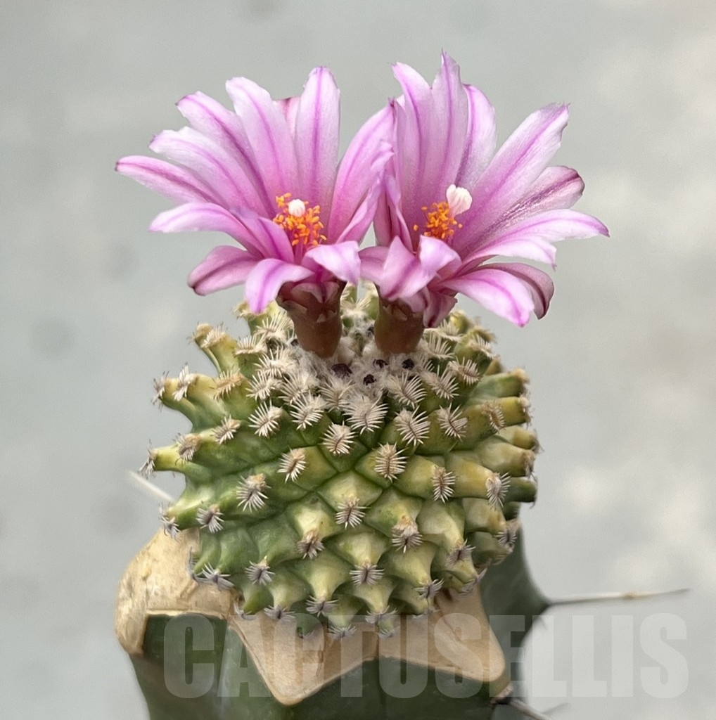 SHPR14159 Turbinicarpus swobodae f. variegata, grafted