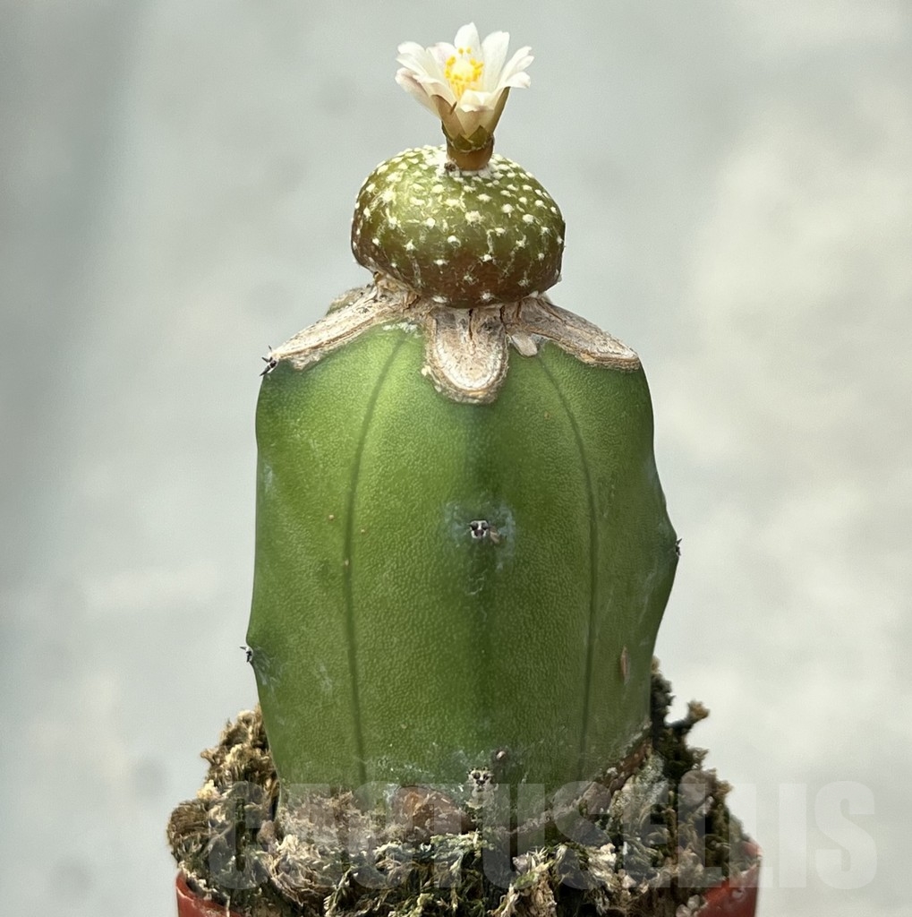 SHPR14139 Blossfeldia liliputana, grafted - Image 2