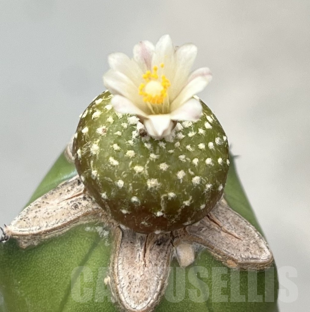 SHPR14139 Blossfeldia liliputana, grafted