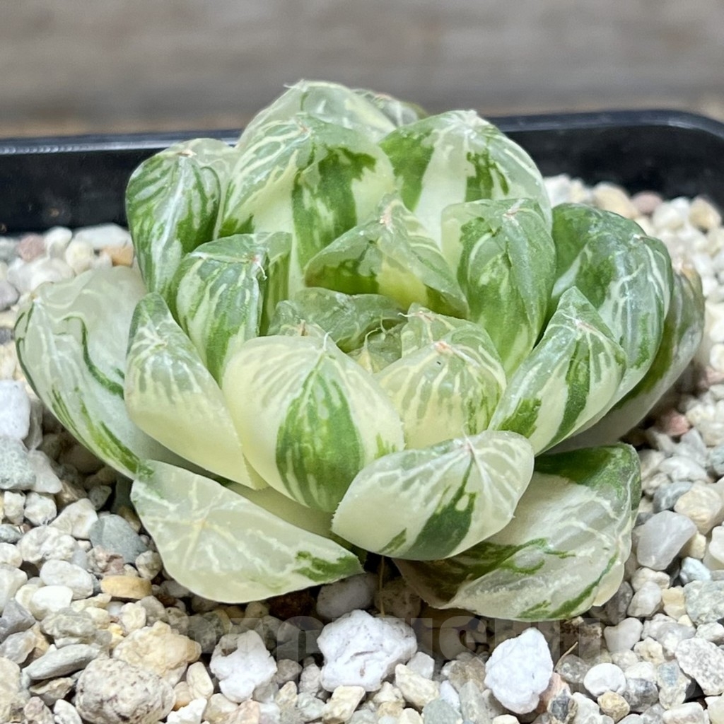 SHPR24056 Haworthia cooperi f. variegata