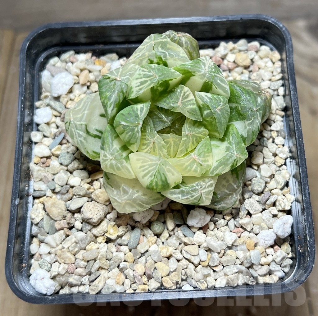 SHPR24056 Haworthia cooperi f. variegata - Image 2
