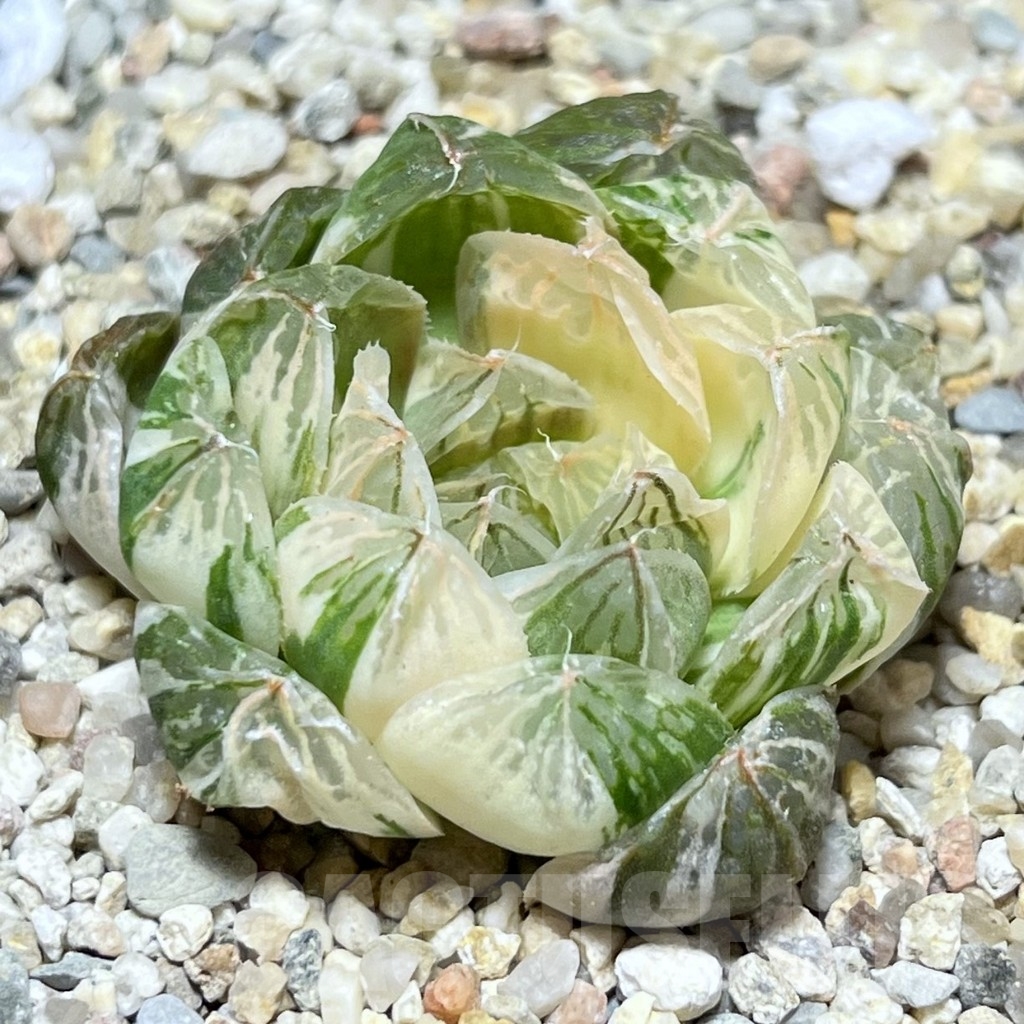 SHPR24059 Haworthia cooperi f. variegata