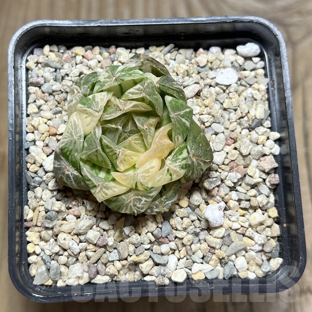 SHPR24059 Haworthia cooperi f. variegata – Image 2