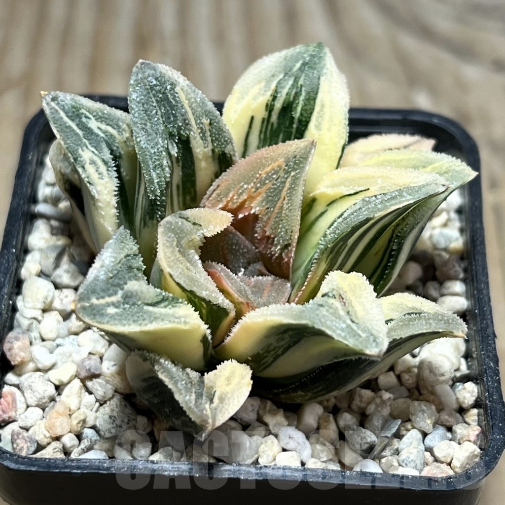SHPR24060 Haworthia 'Tiger Pygmaea' f. variegata