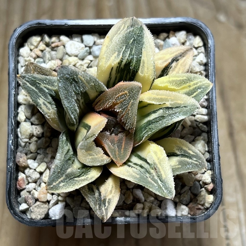 SHPR24060 Haworthia 'Tiger Pygmaea' f. variegata – Image 2