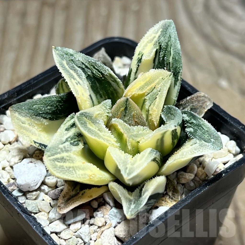 SHPR24061 Haworthia 'Tiger Pygmaea' f. variegata
