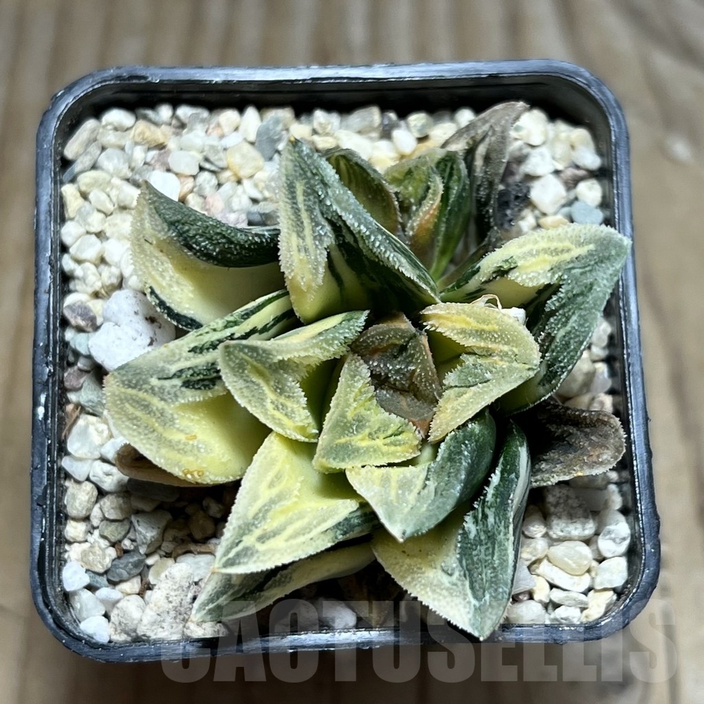 SHPR24061 Haworthia 'Tiger Pygmaea' f. variegata - 画像 (2)