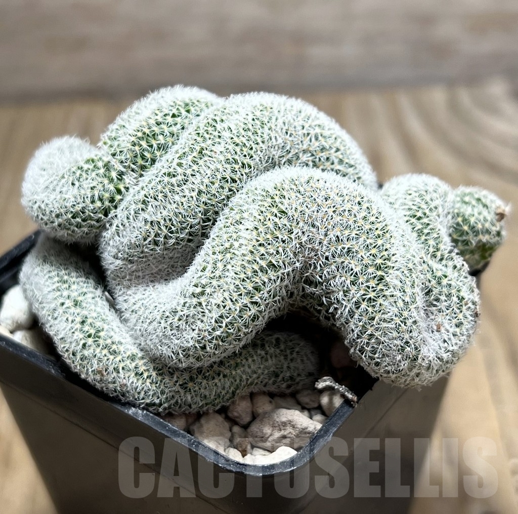 SHPR24063 Mammillaria geminispina f.cristata