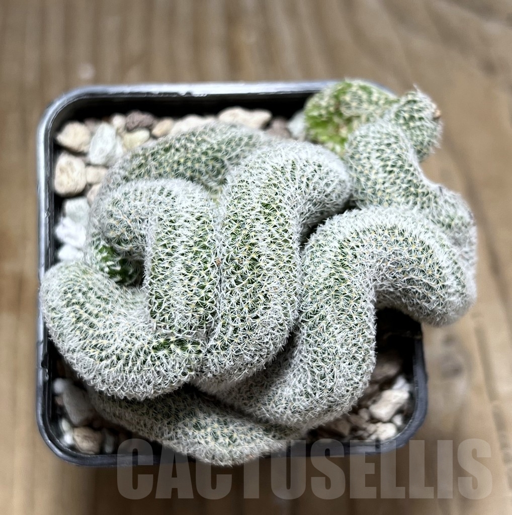 SHPR24063 Mammillaria geminispina f.cristata - 画像 (2)