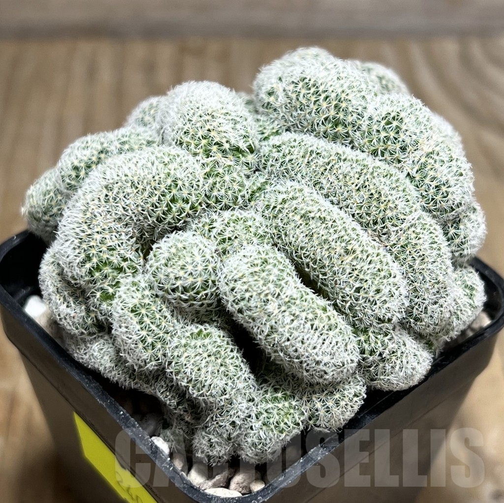 SHPR24064 Mammillaria geminispina f.cristata