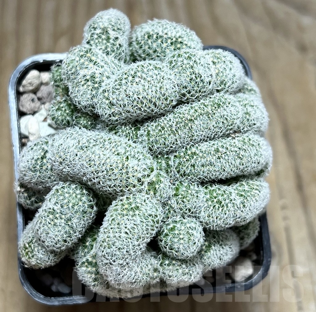 SHPR24064 Mammillaria geminispina f.cristata - immagine 2