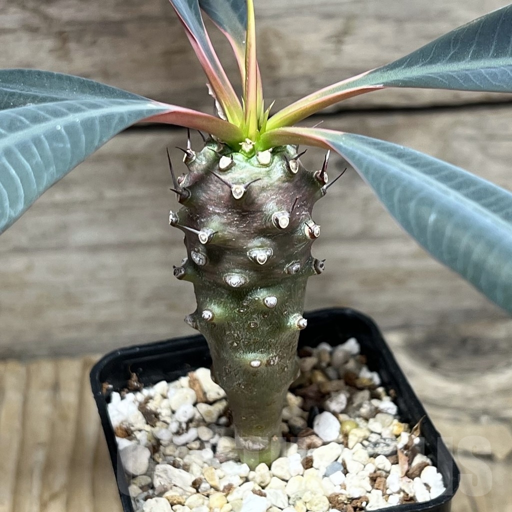 SHPR24066 Euphorbia pachypodioides