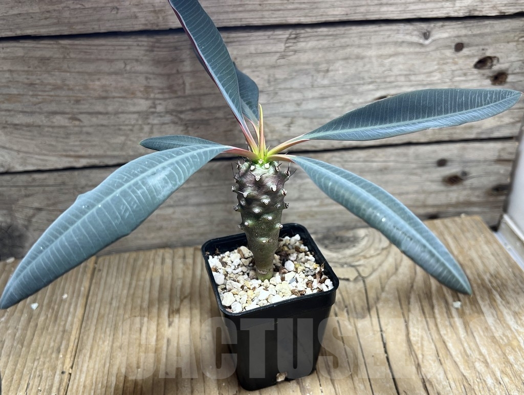 SHPR24066 Euphorbia pachypodioides - immagine 2