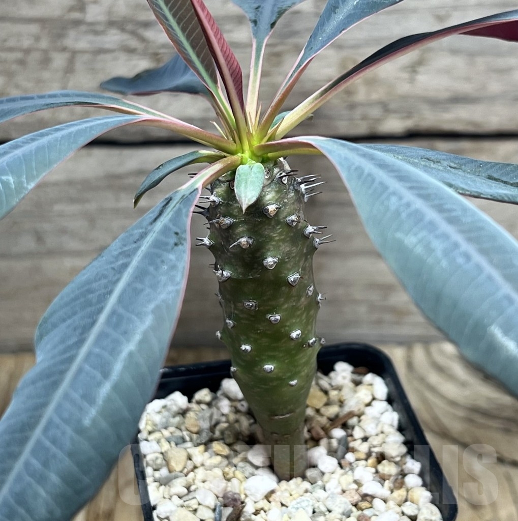 SHPR24067 Euphorbia pachypodioides