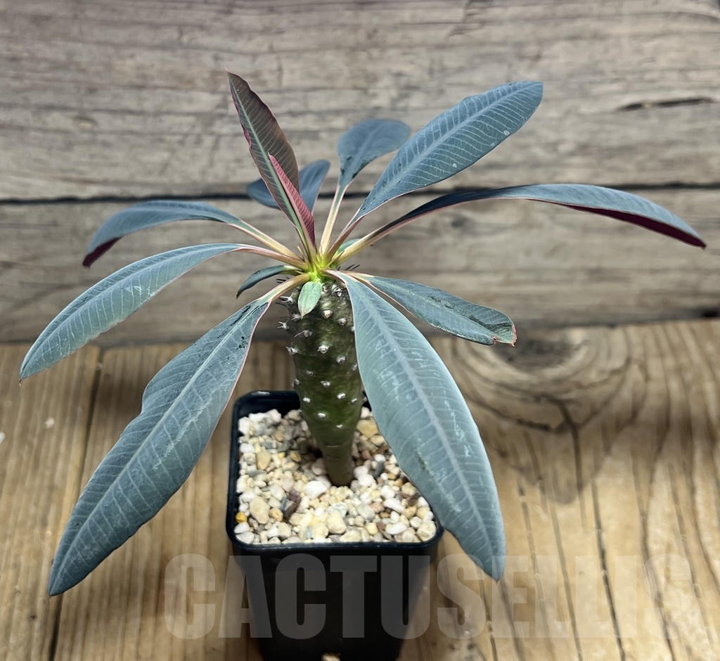 SHPR24067 Euphorbia pachypodioides - Imagen 2