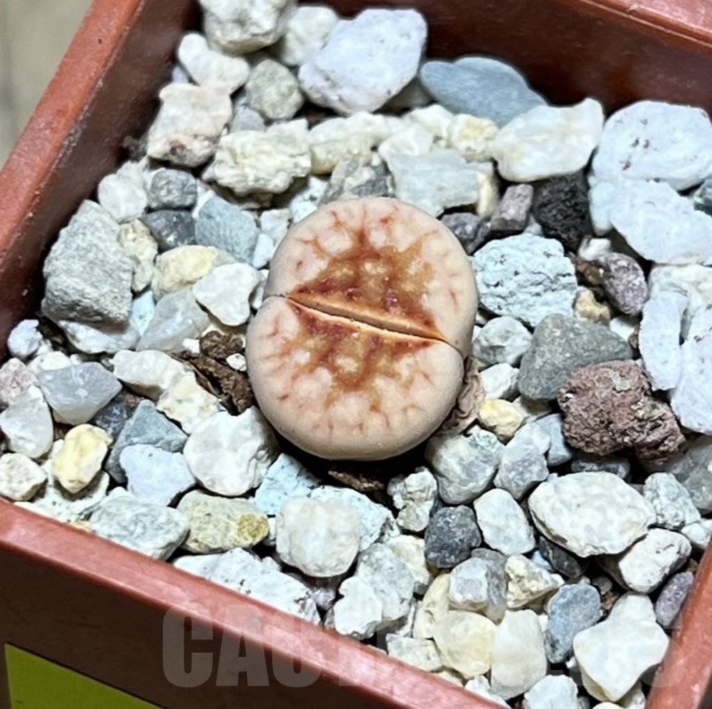 SHPR24068 Lithops julii 'Hot Lips'