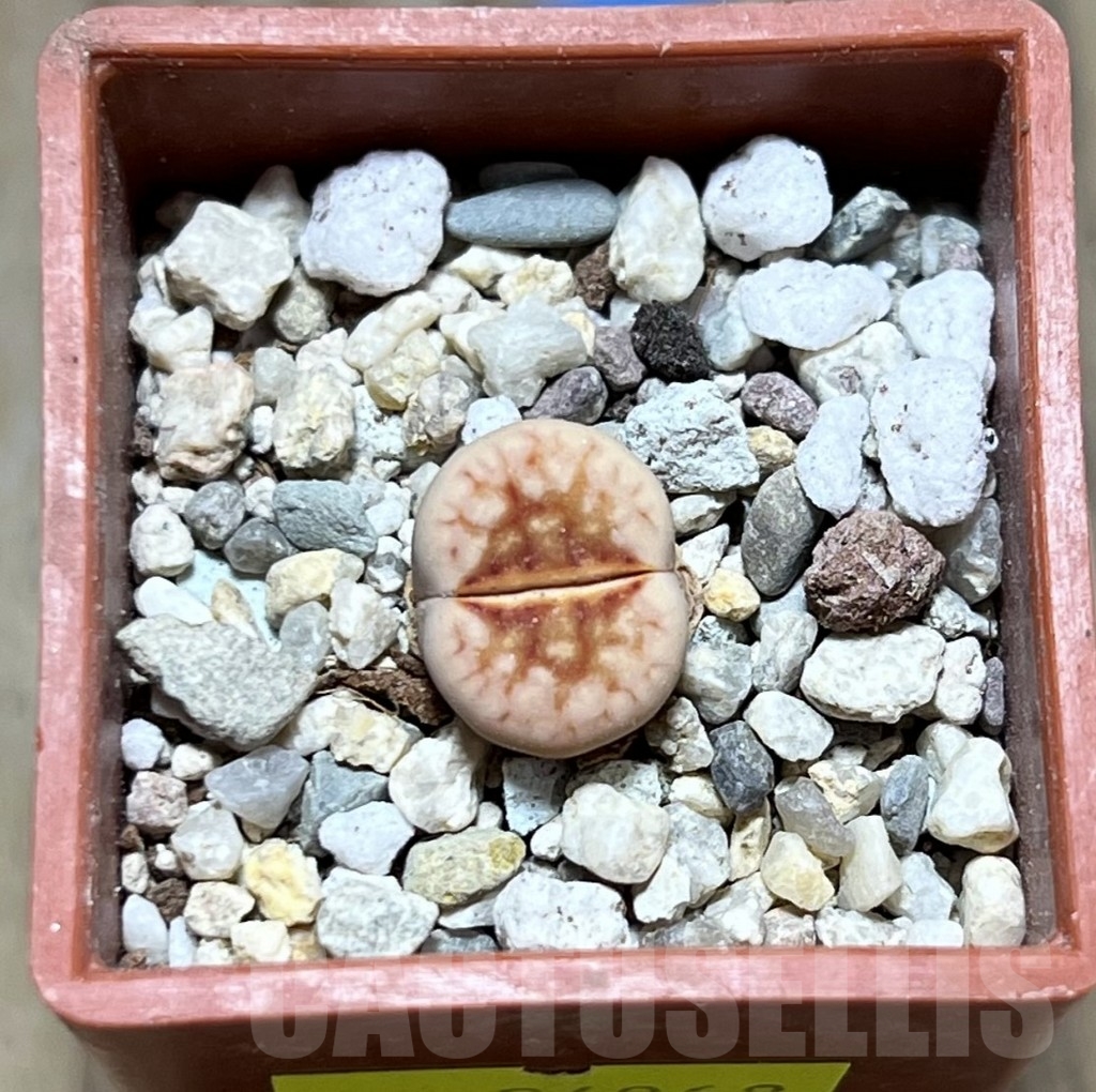 SHPR24068 Lithops julii 'Hot Lips' - immagine 2